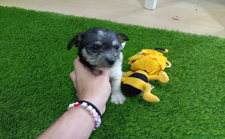 Raza Mixta perros - Anuncio 1