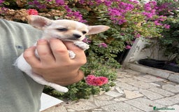 Chihuahua perros en venta: Chihuahuas Toy  - Imagen 1