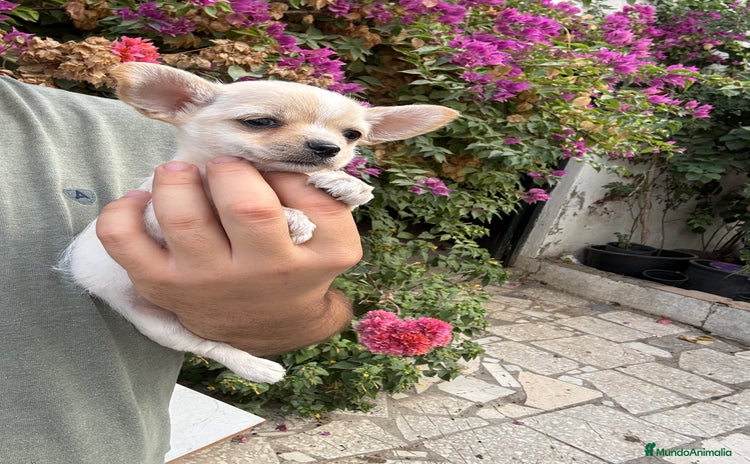 Chihuahua perros - Anuncio 4