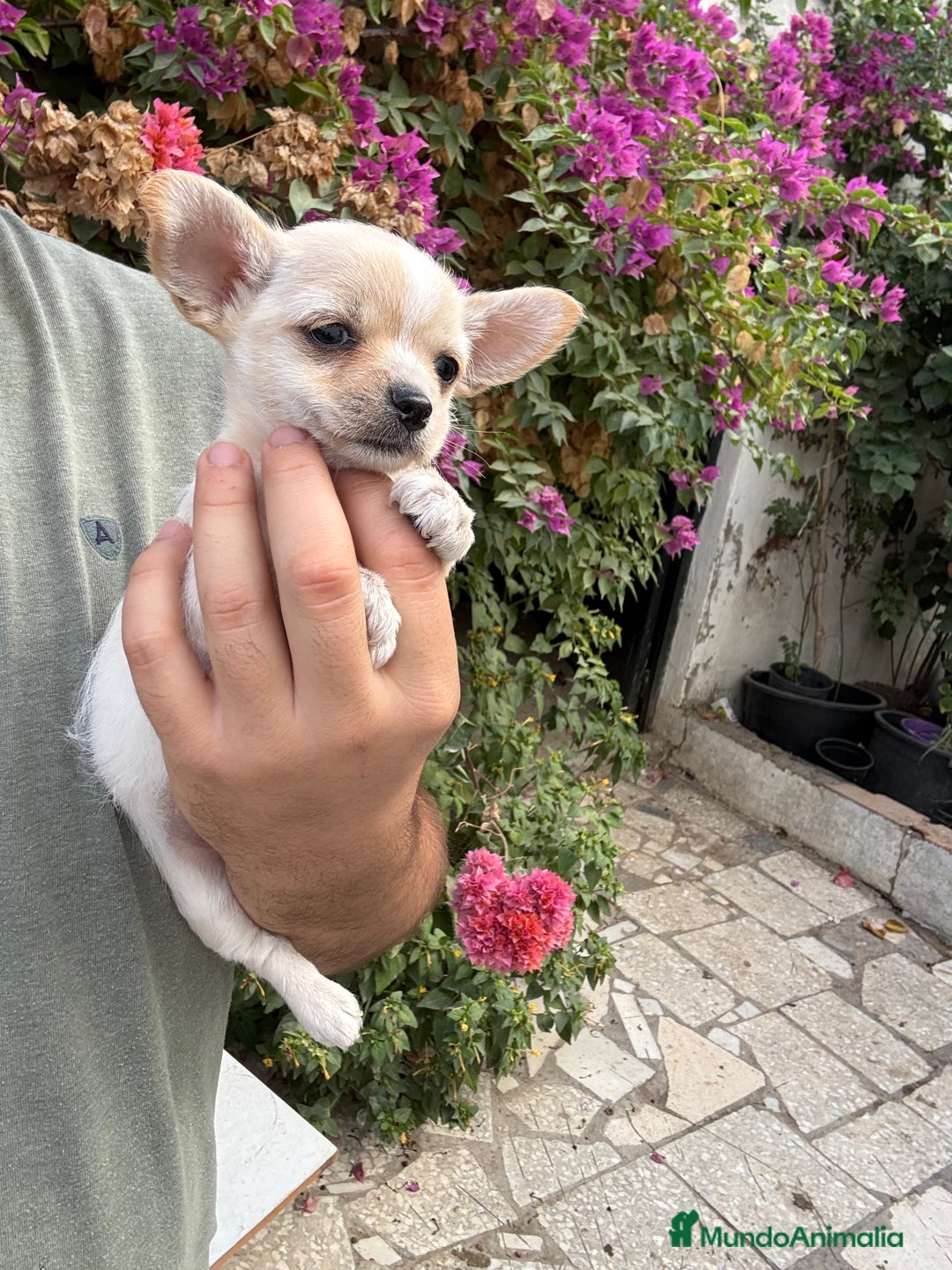 Chihuahua perros en venta: Chihuahuas Toy  - Imagen 1