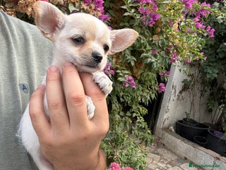 Chihuahua perros - Anuncio 1