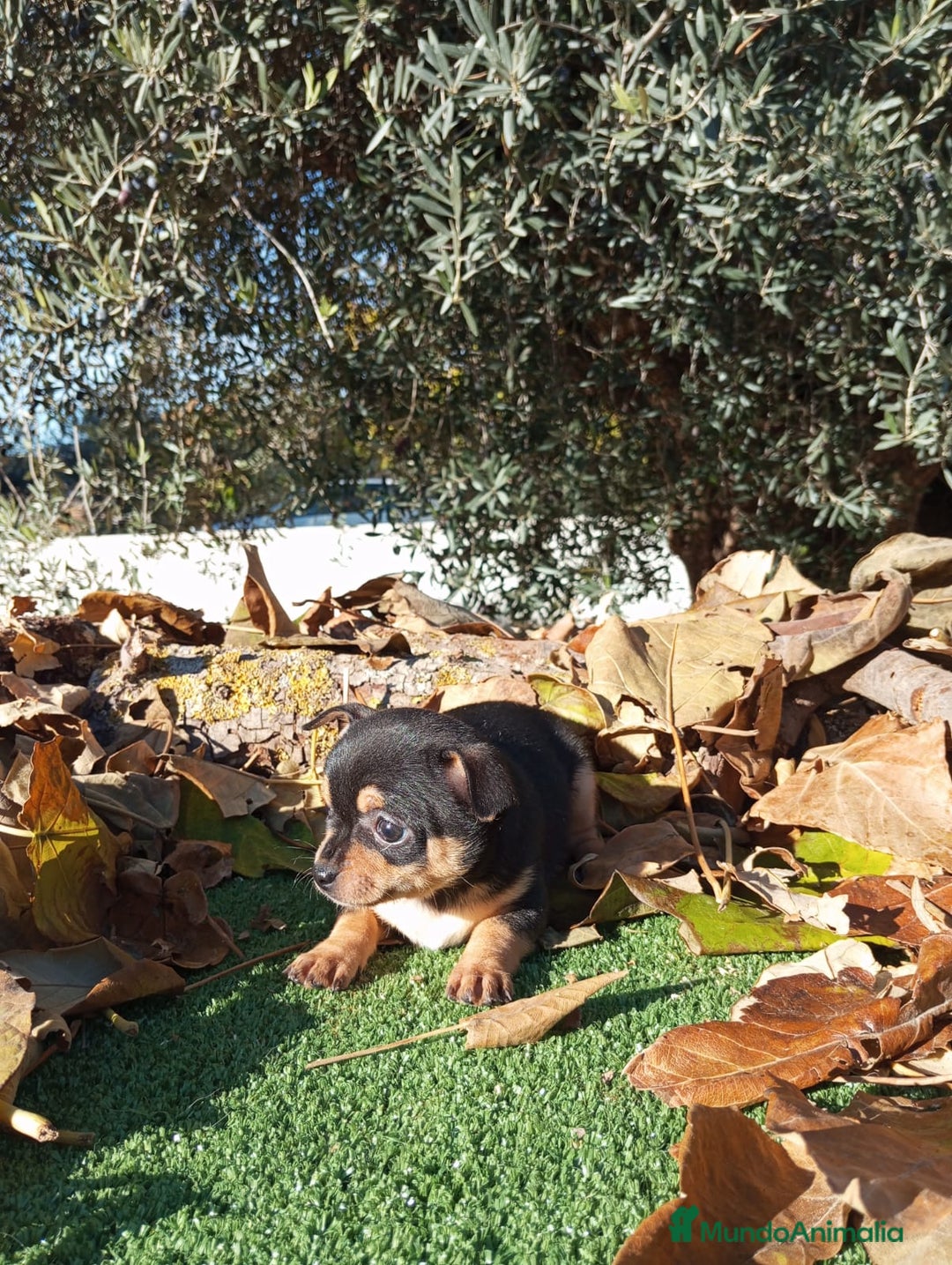 Chihuahua perros en venta: CHIHUAHUAS toy cabeza de manzana - Anuncio 6