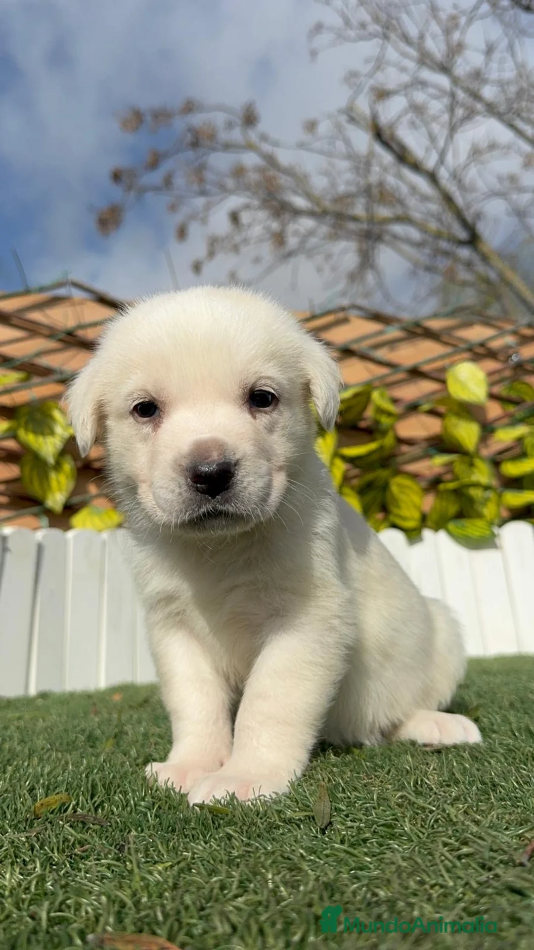 Mastín Español perros en venta: MASTIN ESPAÑOL HEMBRA - Anuncio 9