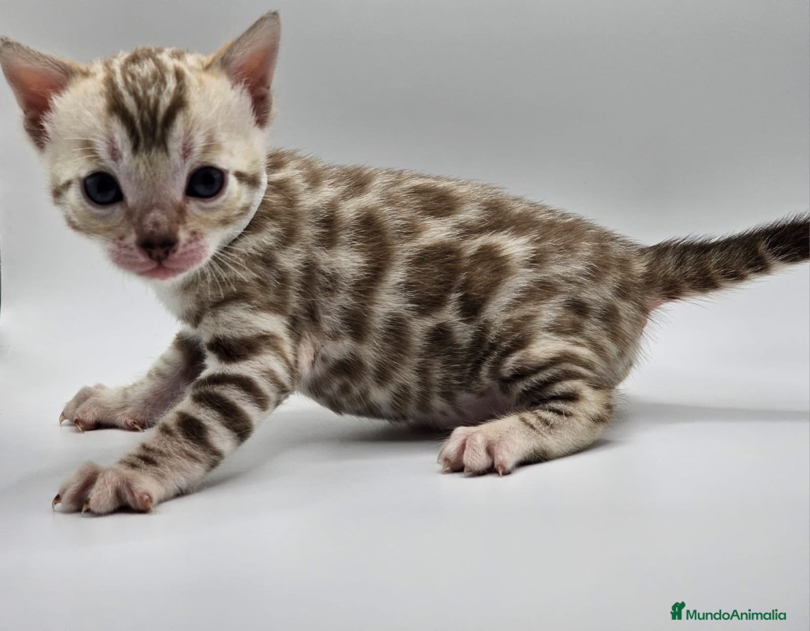 Bengalí gatos BENGALI HEMBRA SNOWN en Madrid - Anuncio 2