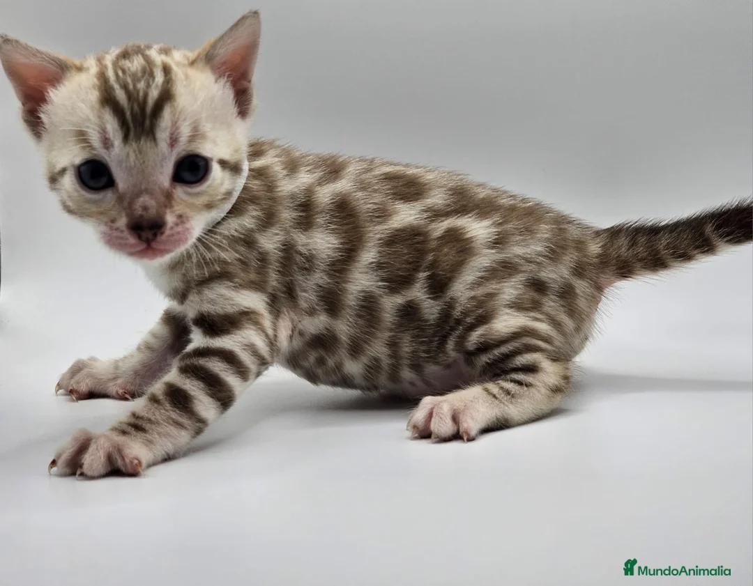 Bengalí gatos en venta: BENGALI HEMBRA SNOWN en Madrid - Anuncio 2