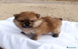 Pomerania perros en venta: CACHORRITOS POMERANIAS - Anuncio 6