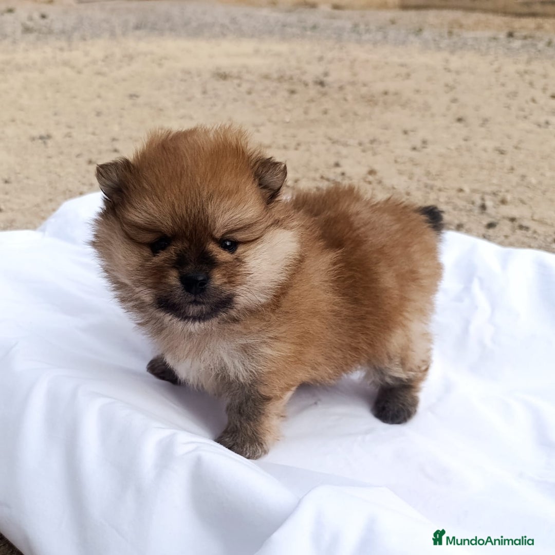 Pomerania perros en venta: CACHORRITOS POMERANIAS - Anuncio 6