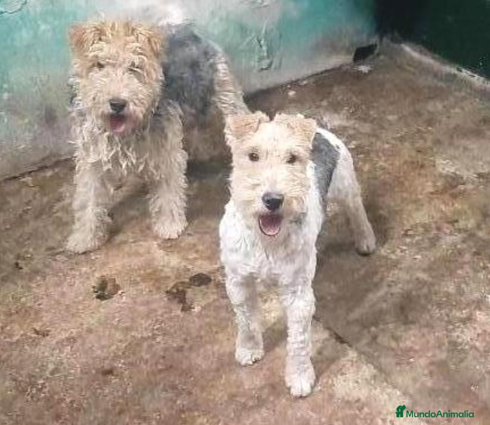 Fox Terrier de Pelo Duro perros FOX TERRIER DE PELO DURO - Anuncio 1