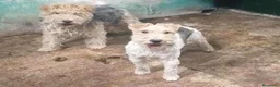 Fox Terrier de Pelo Duro perros en venta: FOX TERRIER DE PELO DURO - Anuncio 1