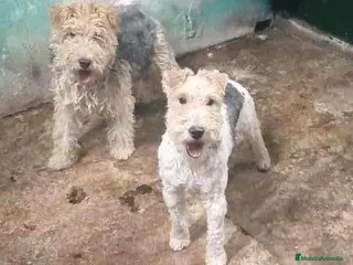 Fox Terrier de Pelo Duro perros FOX TERRIER DE PELO DURO - Anuncio 1