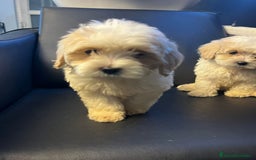 Maltipoo perros en venta: Maltipoo - Imagen 3