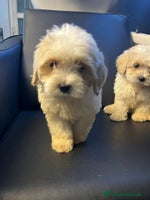 Maltipoo perros - Anuncio 2