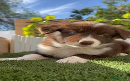 Border Collie perros en venta: BORDER COLLIE - Anuncio 5