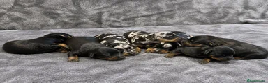 Pinscher Miniatura 2