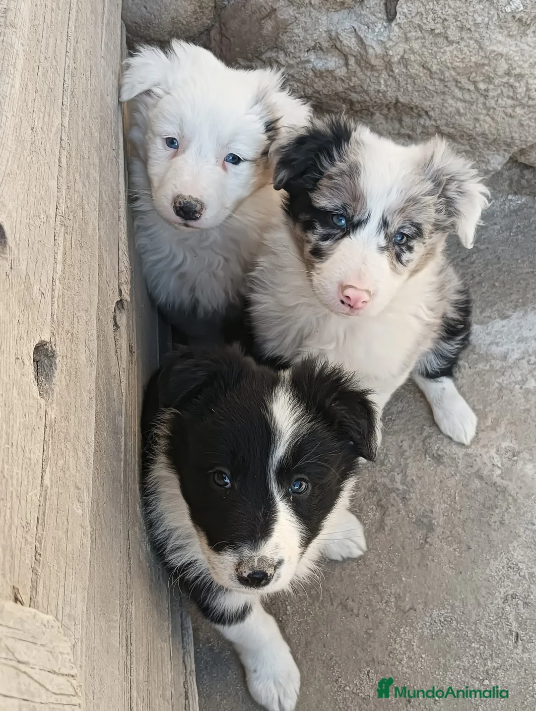 Border Collie perros en venta: Boder collie Parla  - Anuncio 1