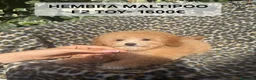 Maltipoo perros en venta: Espectáculos cachorros Maltipoo en Lugo - Anuncio 4