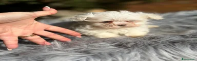 Bichón Maltés Cachorro 3