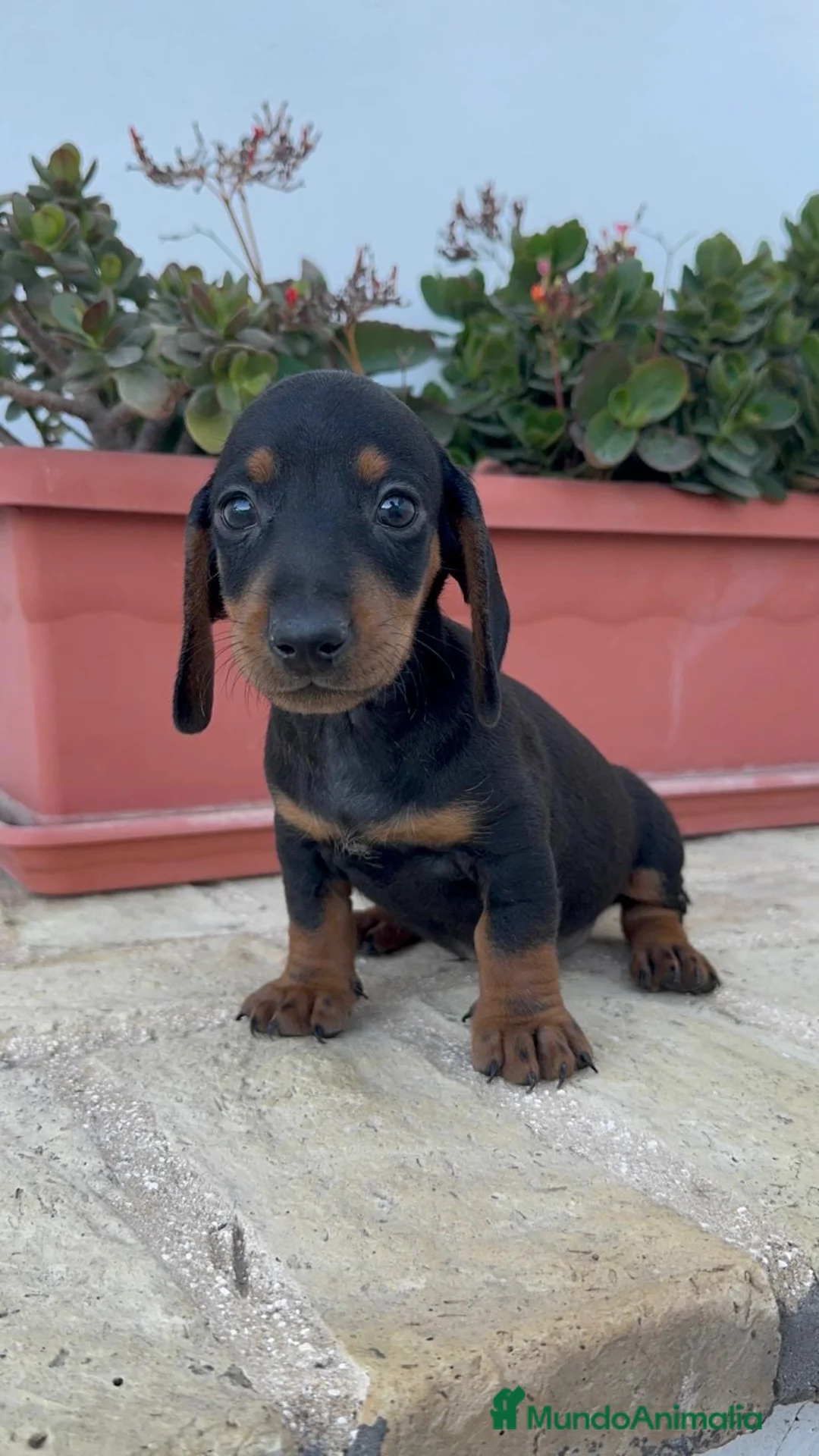 Teckel Miniatura perros en venta: TECKEL MINIATURA-MACHO - Anuncio 1
