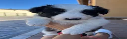Border Collie perros en venta: Border collie  - Anuncio 6
