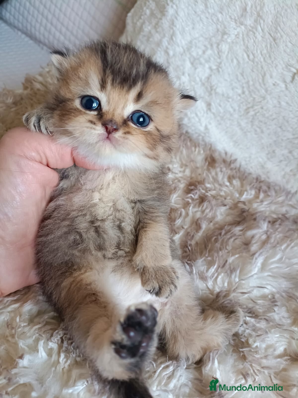 Británico de Pelo Corto gatos British en Barcelona - Anuncio 37