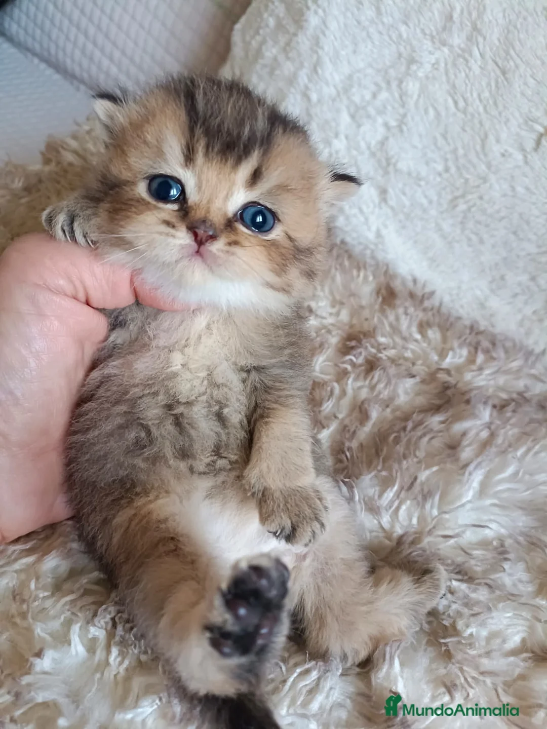 Británico de Pelo Corto gatos en venta: British en Barcelona - Anuncio 1