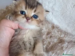 Británico de Pelo Corto gatos British en Barcelona - Anuncio 13