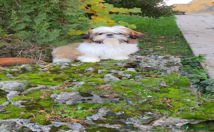 Shih Tzu perros - Propaganda 3