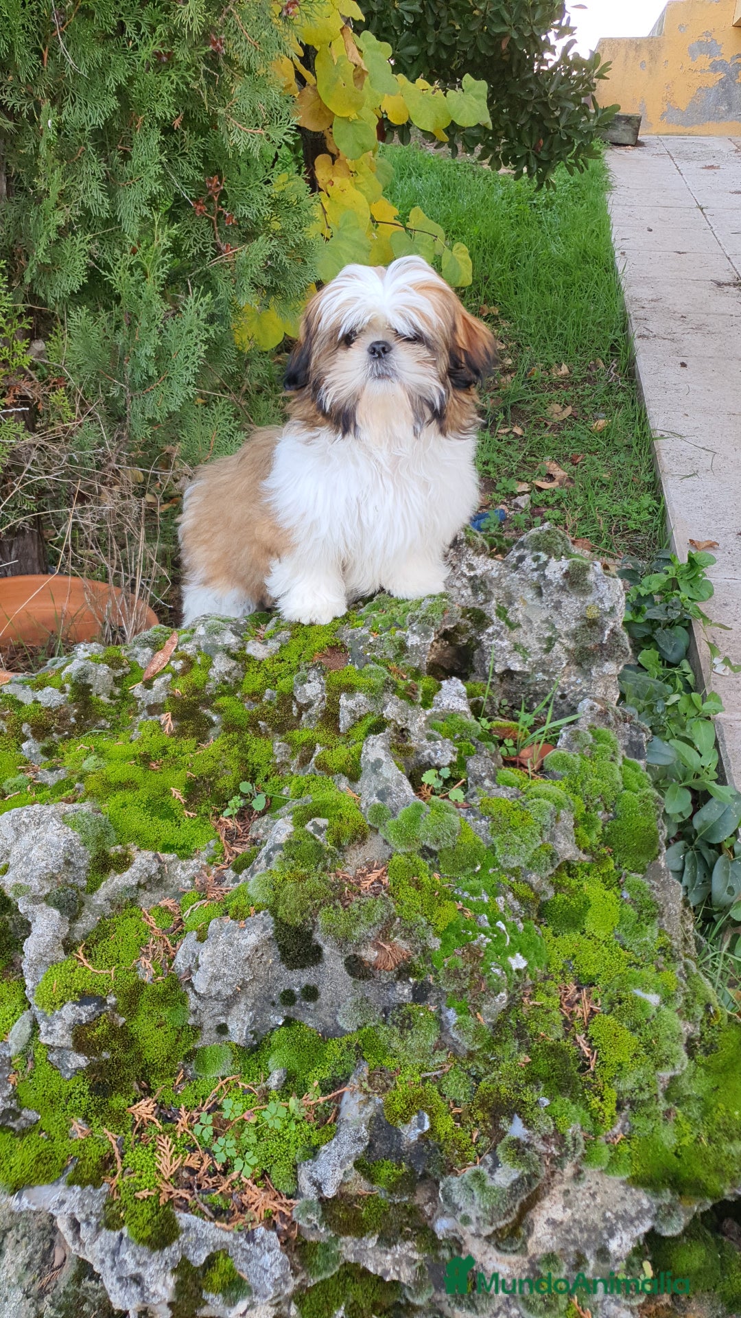 Shih Tzu perros en venta: Shit tzu de 5 meses disponible!! - Imagen 1