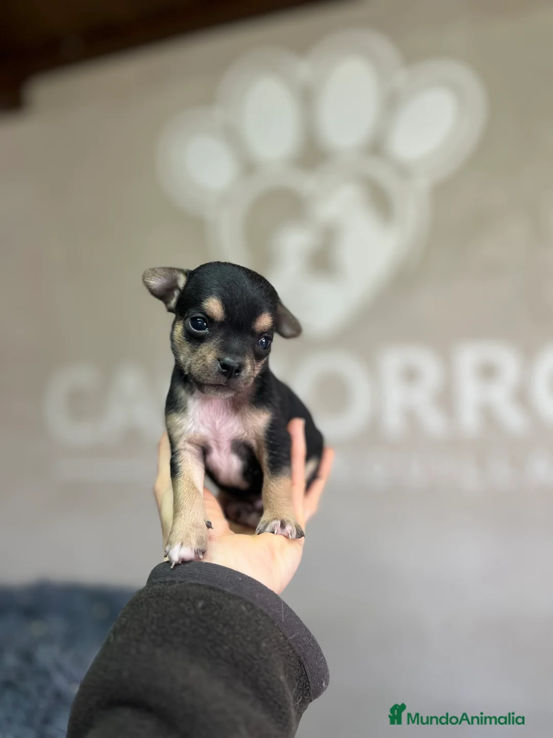 Chihuahua perros en venta: Chihuhua  - Anuncio 1