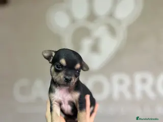 Chihuahua perros Chihuhua - Anuncio 1