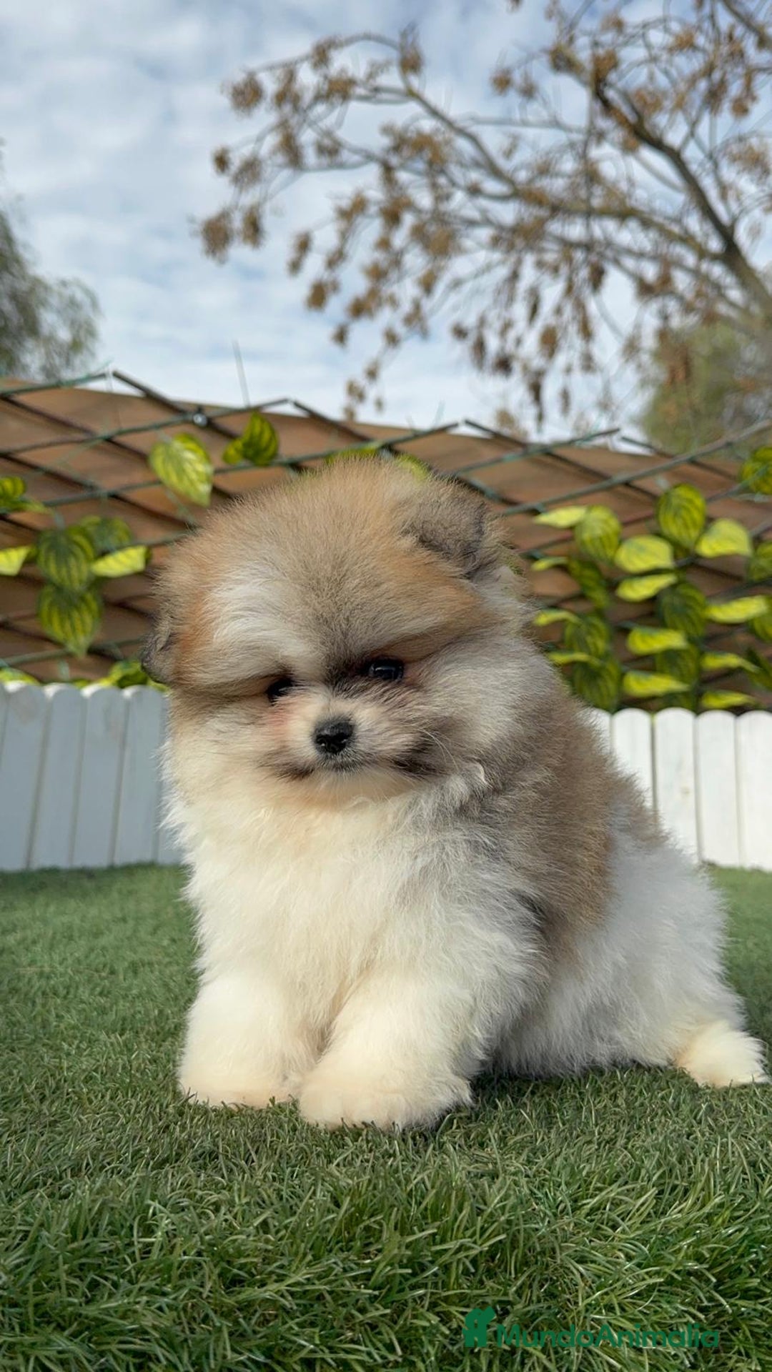 Pomerania perros en venta: POMERANIA HEMBRA - Anuncio 22