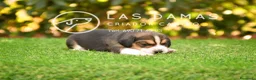 Beagle perros en venta: Beagle tricolor disponibles - Anuncio 2