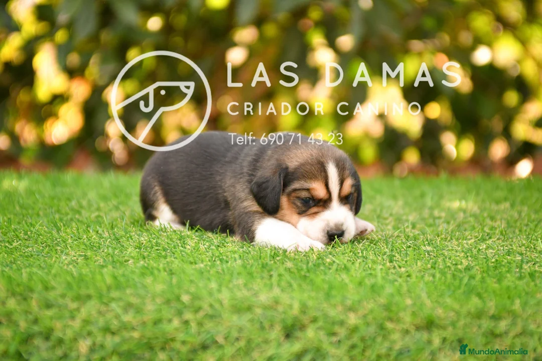 Beagle perros en venta: Beagle tricolor disponibles - Anuncio 2