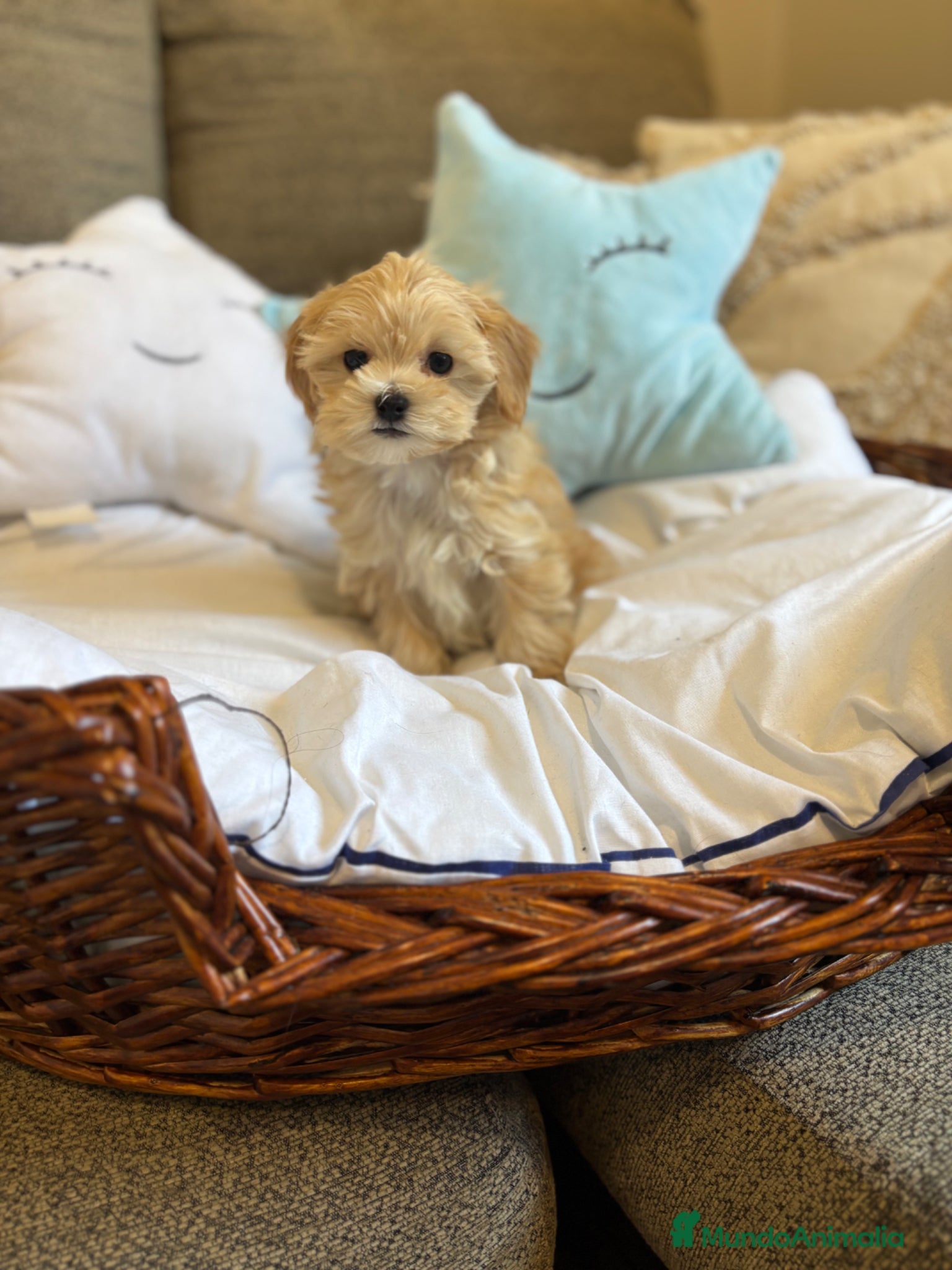Maltipoo perros Maltipoo!!!! - Anuncio 1
