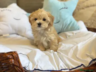 Maltipoo perros Maltipoo!!!! - Anuncio 1