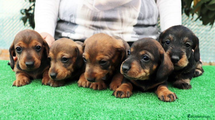 Teckel perros - Anuncio 2