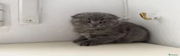 Scottish Fold gatos en venta: scottish fold - Anuncio 8