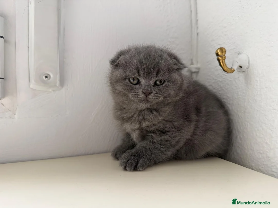 Scottish Fold gatos en venta: scottish fold - Anuncio 8