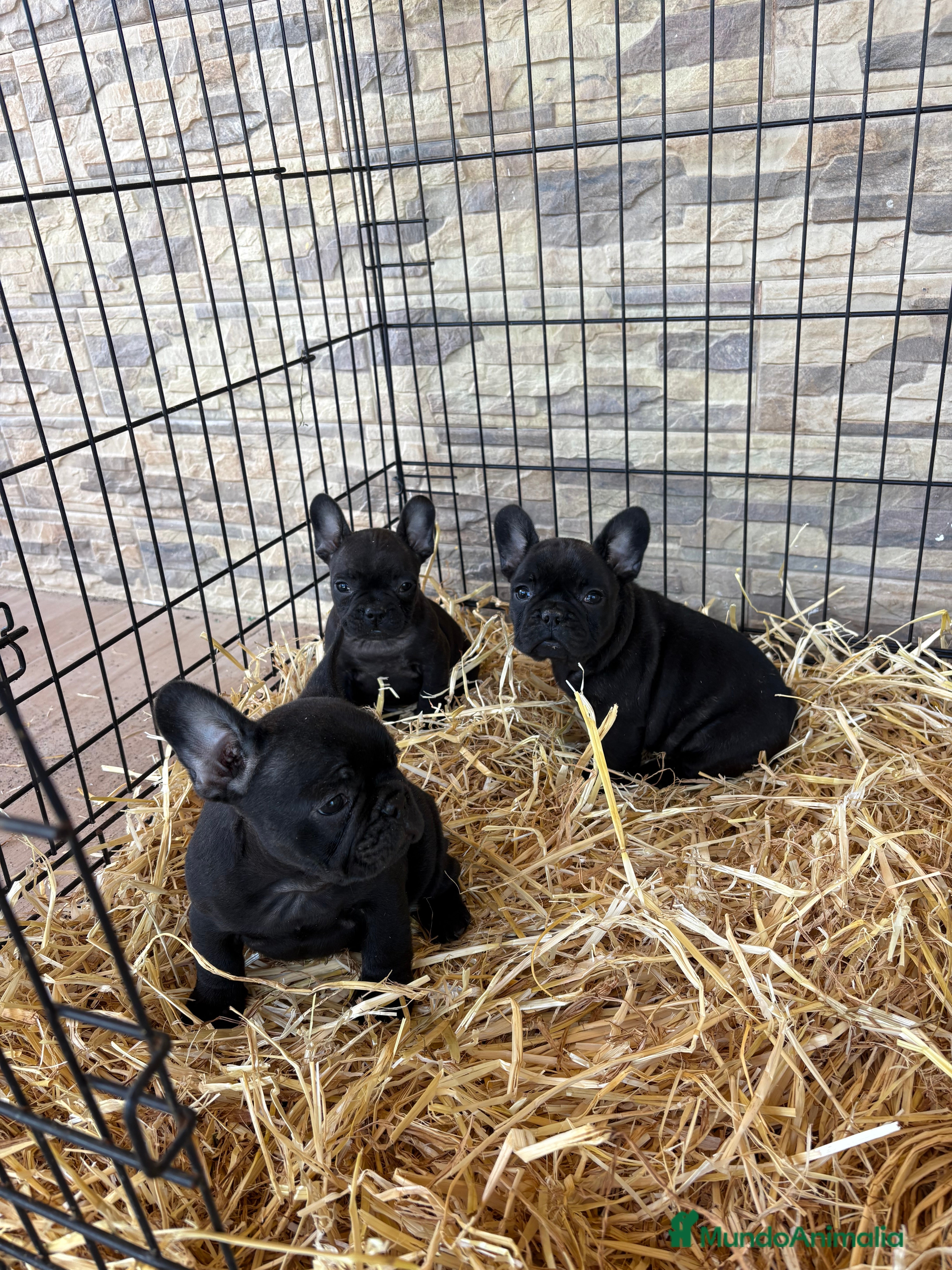 Bulldog Francés perros Bulldog francés . - Anuncio 5