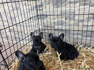 Bulldog Francés perros Bulldog francés . - Anuncio 7