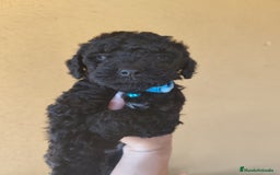 Perro de Agua Español perros en venta: Perros de agua en Segovia - Imagen 4