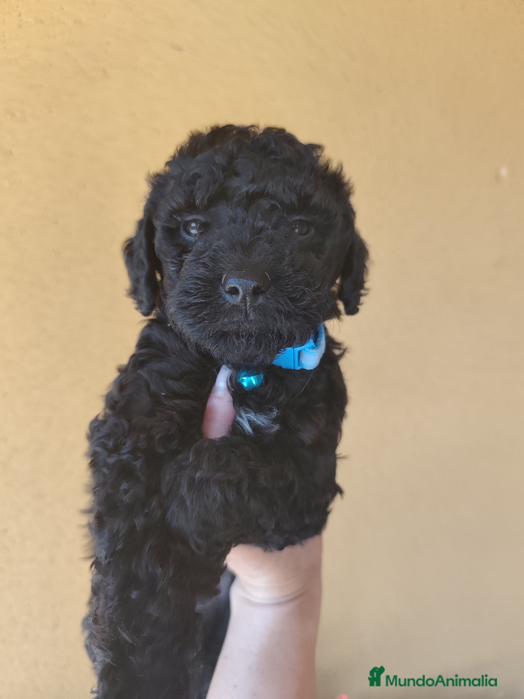 Perro de Agua Español perros en venta: Perros de agua en Segovia - Imagen 4