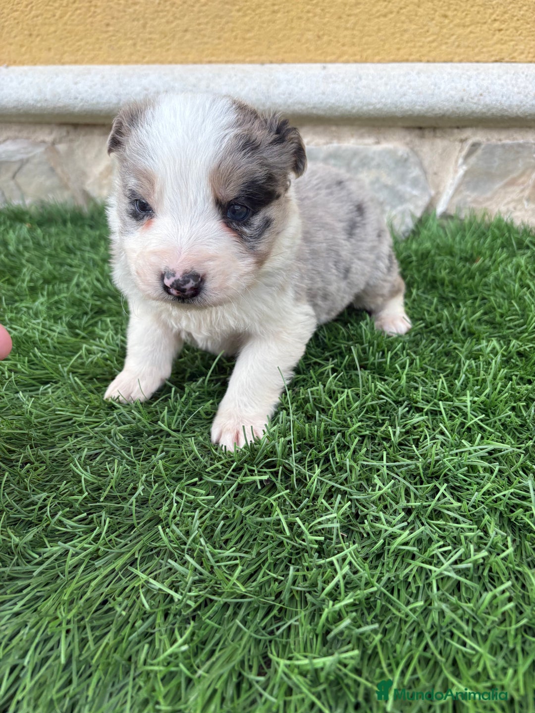 Border Collie perros en venta: Border Collie macho Merle precioso - Anuncio 6