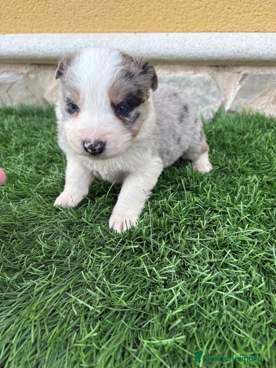 Border Collie perros en venta: Border Collie macho Merle precioso - Anuncio 6