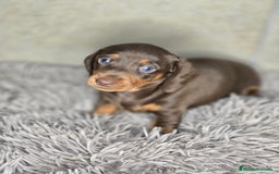 Teckel Miniatura perros en venta: Teckel chocolate inigualables - Imagen 1