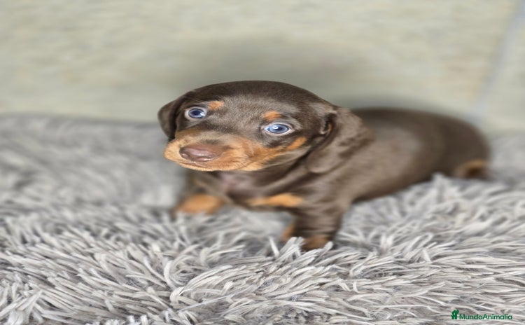 Teckel Miniatura perros - Anuncio 4