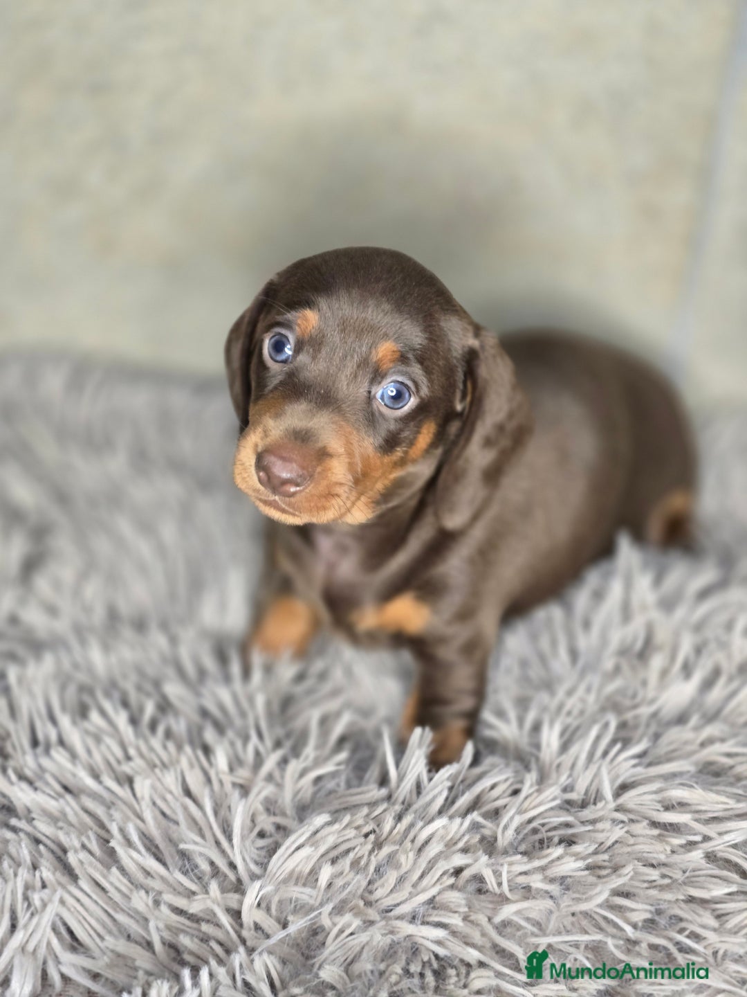 Teckel Miniatura perros en venta: Teckel chocolate inigualables - Imagen 1