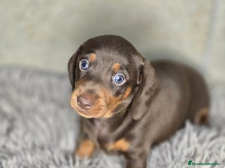 Teckel Miniatura perros - Anuncio 4