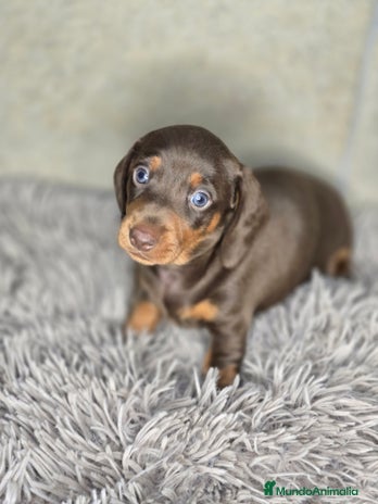 Teckel Miniatura perros - Anuncio 4