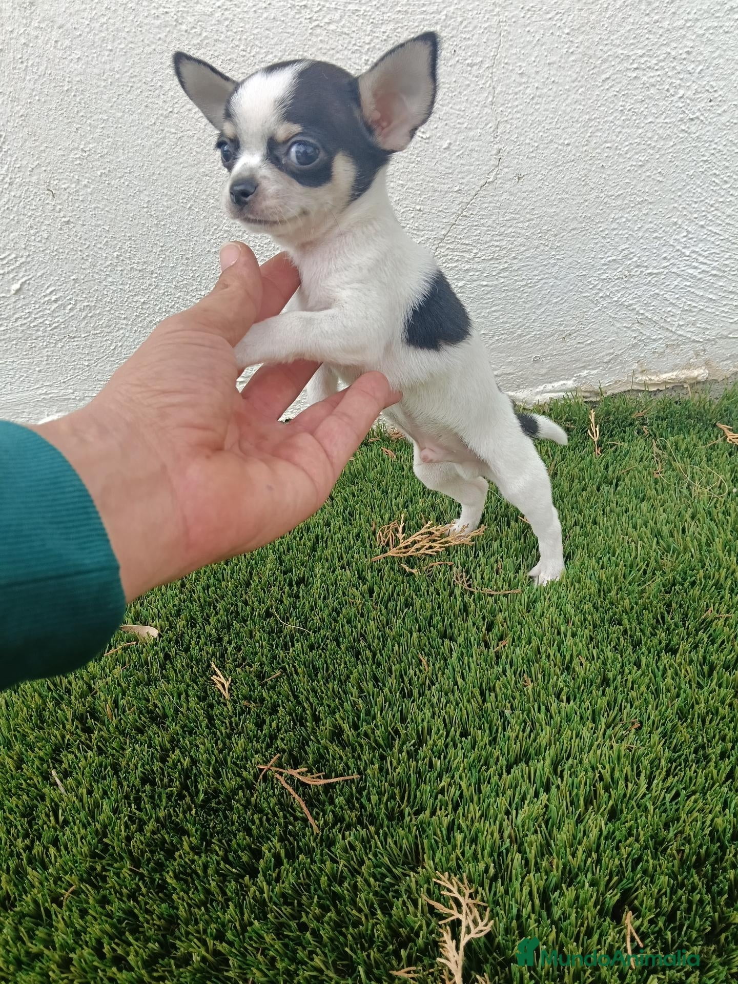 Chihuahua perros Expectacular Machito de Chihuahua Tricolor - Anuncio 3